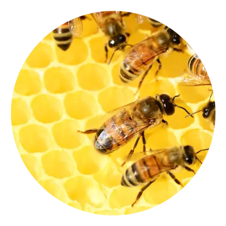 miel et abeilles